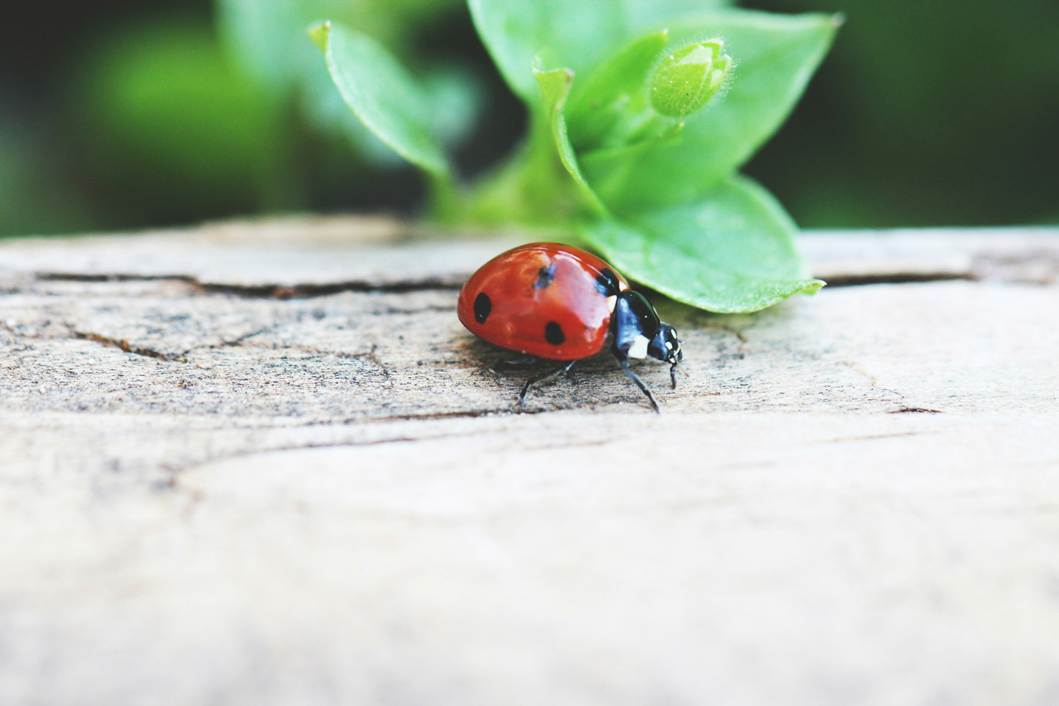 coccinelle